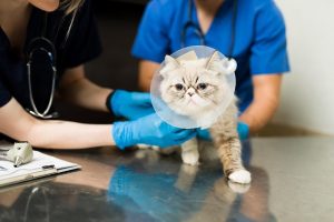 Basic Wound Dressing for Pets with Cat Wearing E-collar